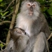 monkey_macaque_balinese_mf_ubud_v_0760_bal0773.jpg